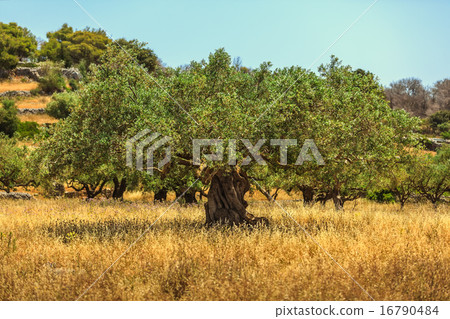 An old olive tree in Greece An old olive tree in Greece 16790484