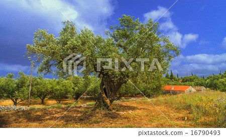 An old olive tree in Greece 16790493