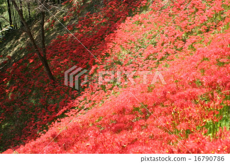 Shiroyama park Higanbana flower festival 16790786
