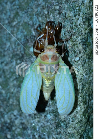 Cicadas emerging Cicadas emerging 16790822