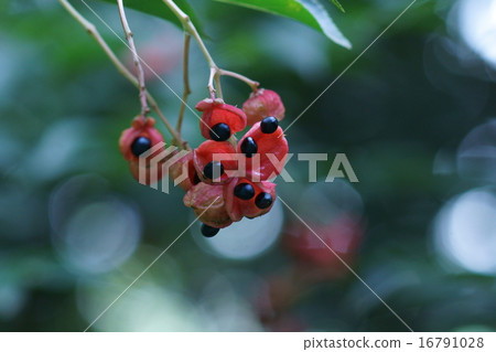 我是權威Gonzui。 我是權威Gonzui。 16791028