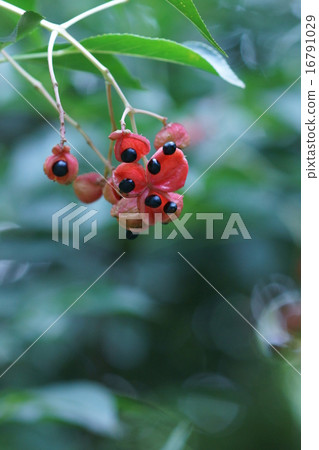 我是權威Gonzui。 我是權威Gonzui。 16791029