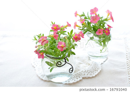 紅色Cariblachore 16791040