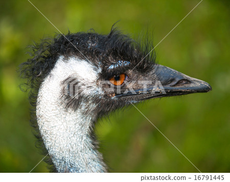 Head of emu bird Head of emu bird 16791445