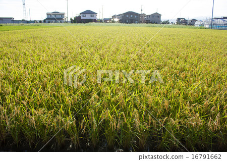 The time of reaping harvested in golden colors 16791662