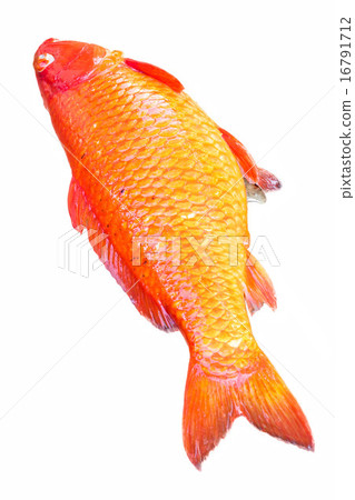 Dead carp fish Dead carp fish 16791712