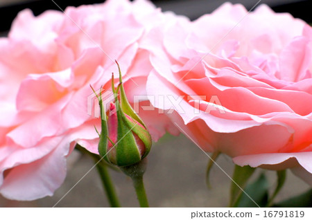 Bridal pink (Floribunda: rose) Bridal pink (Floribunda: rose) 16791819