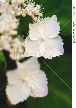 繡球花和基奈 16791936