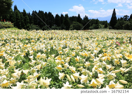 卡薩布蘭卡 16792154