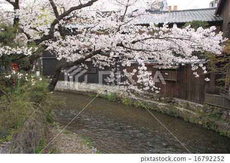 Kyoto · Gion Shirakawa and cherry blossoms 16792252