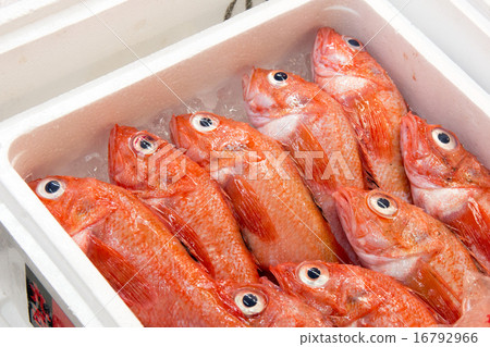 築地市場紅魚 16792966