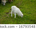 Lamb graze in a field 16793548
