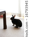 Rabbit vertical composition 16793945