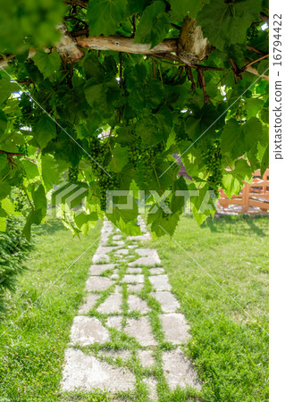 Branch of green grapes on vine in vineyard. 16794422