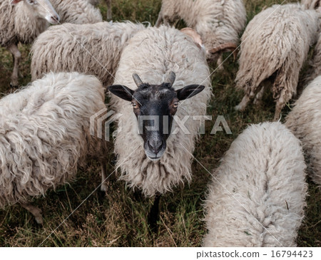 Flock of sheep. 16794423