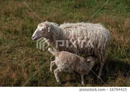 Lamb suckling his mother. 16794425