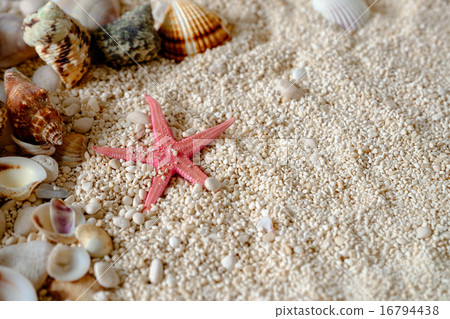 Sea shells on the sand. 16794438