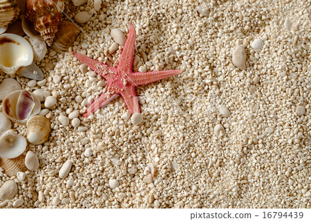 Sea shells on the sand. 16794439