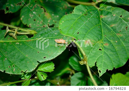 Hoshi Hararillo Helicopter bug Hoshi Hararillo Helicopter bug 16794828