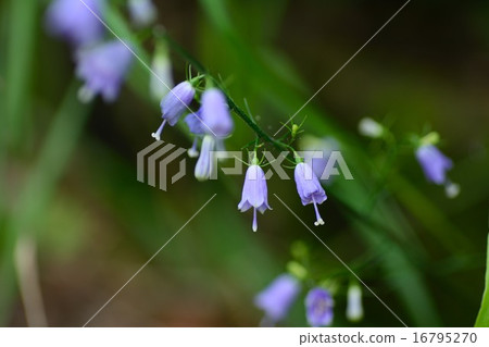 Tuliganinjin花 16795270