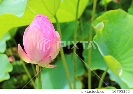 Oga lotus 16795303