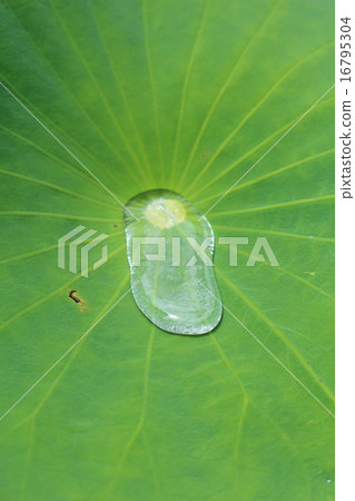 Oga lotus lotus effect 16795304