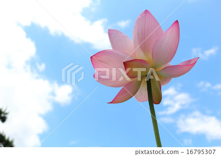 Oga lotus Oga lotus 16795307