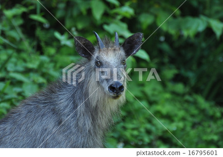 Japanese serow 16795601