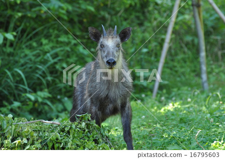 日本血統 日本血統 16795603