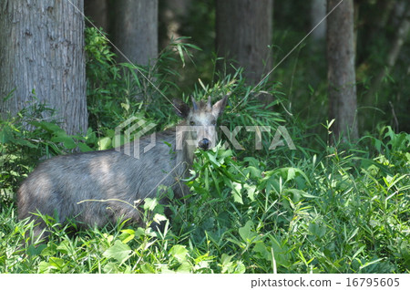 日本血統 日本血統 16795605