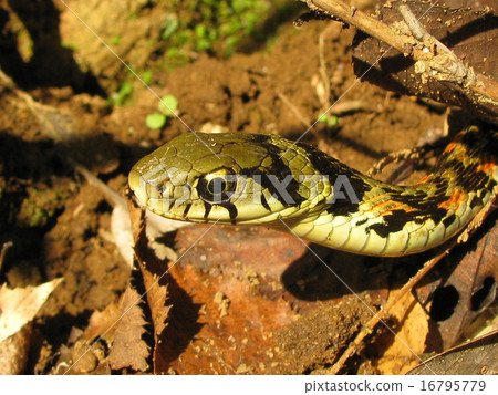 Yamakagashi's face 16795779