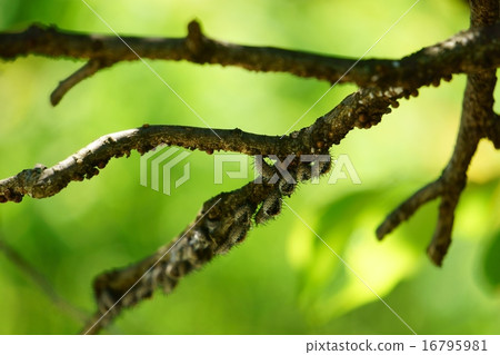 一種強大的盟友害蟲昆蟲支柱，紅色的紅色尾巴蛹。 16795981