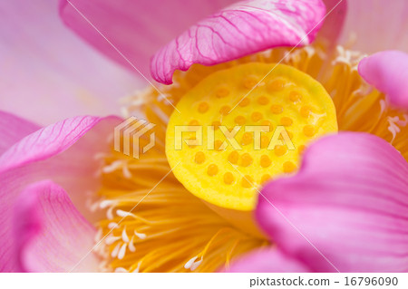 Lotus varieties (Megumi lotus) Lotus varieties (Megumi lotus) 16796090
