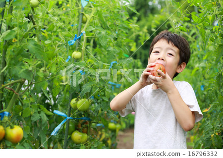 Child to help the field Child to help the field 16796332