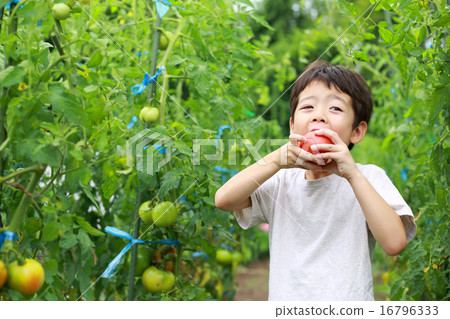 Child to help the field Child to help the field 16796333