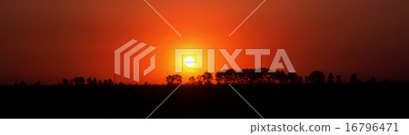 sun sun 16796471