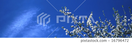 Apple 16796472