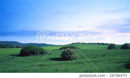 Tree Tree 16796473