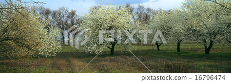 Tree 16796474