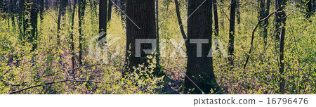 Tree Tree 16796476