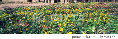 Spring flowers Spring flowers 16796477