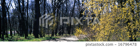 Tree Tree 16796478