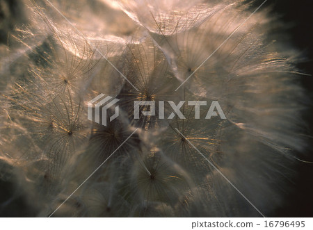 Dandelion 16796495