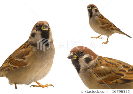 sparrow, sparrow, 16796555