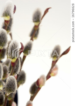 willow 16796828