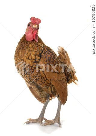 cock 16796829