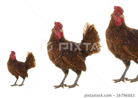 cock 16796883