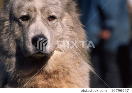 dog dog 16796997