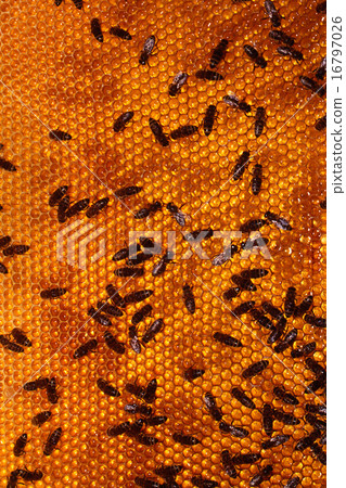 bee 16797026