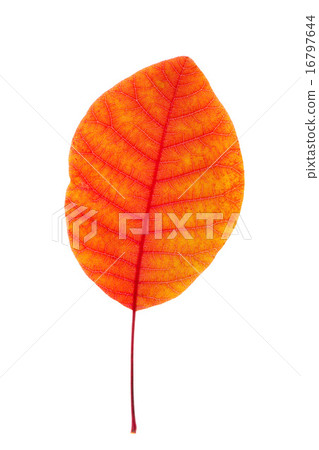 Leaf 16797644